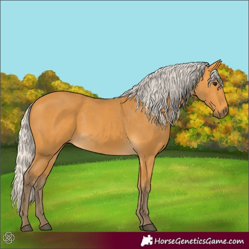 Horse Color:Silver Buckskin 