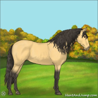 Horse Color:Buckskin