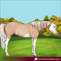 Horse Color:Red Roan Splash Rabicano 