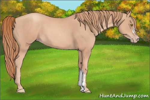 Horse Color:Gold Champagne 