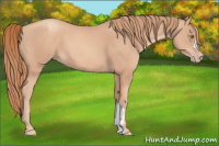 Horse Color:Gold Champagne