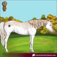 Horse Color:Red Roan Splash Rabicano