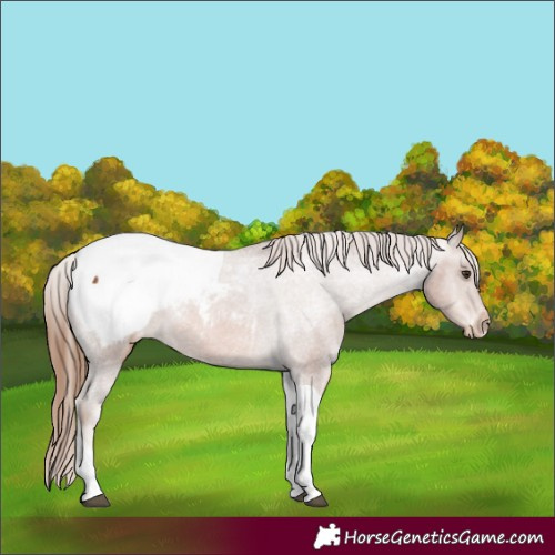 Horse Color:Chestnut Tobiano Appaloosa 