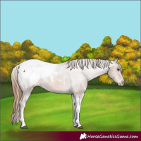 Horse Color:Chestnut Tobiano Appaloosa 