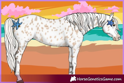 Horse Color:Silver Brown Dun Appaloosa