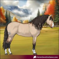 Horse Color:Bay Dun 