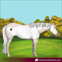 Horse Color:Silver Smoky Creme Roan Frame
