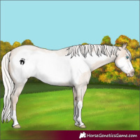 Horse Color:Silver Smoky Creme Roan Frame 