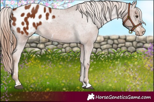 Horse Color:Chestnut Appaloosa 