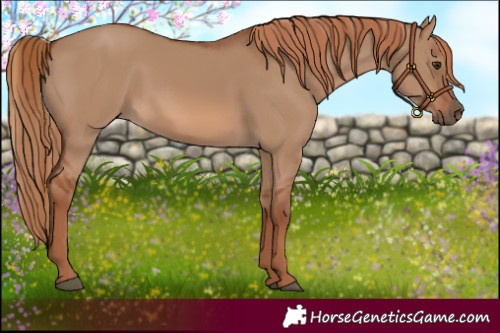 Horse Color:Red Dun