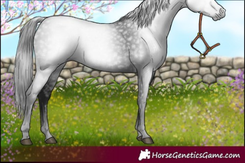 Horse Color:Gray Black 