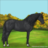 Horse Color:Black 