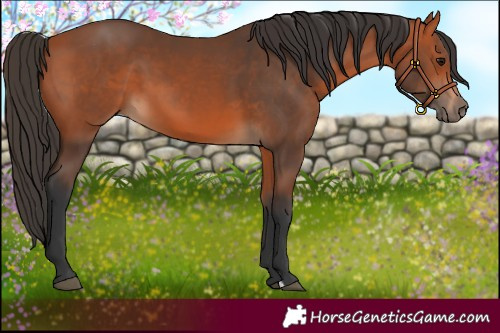 Horse Color:Bay 