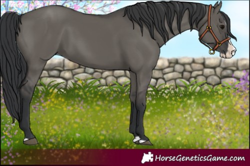 Horse Color:Grullo Splash 