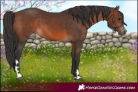 Horse Color:Brown 