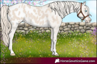 Horse Color:Smoky Creme Appaloosa 