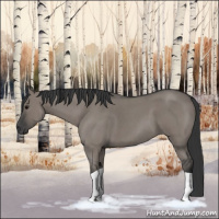 Horse Color:Grullo Roan Tobiano 