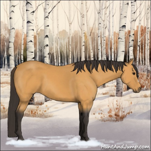 Horse Color:Buckskin 