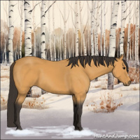 Horse Color:Buckskin 