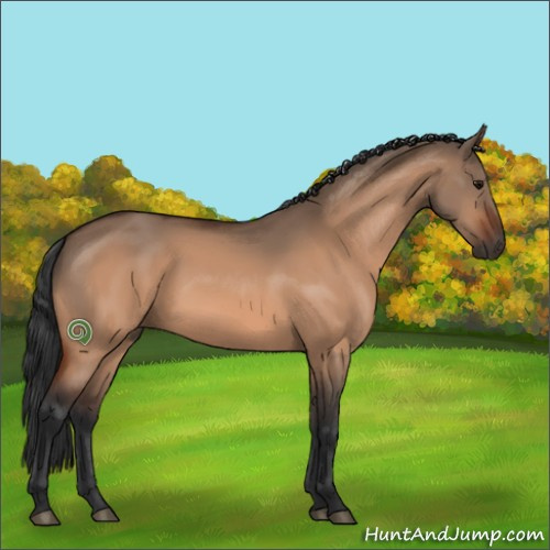 Horse Color:Bay Dun 