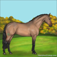 Horse Color:Bay Dun 