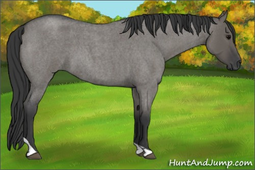 Horse Color:Grullo Roan Tobiano 