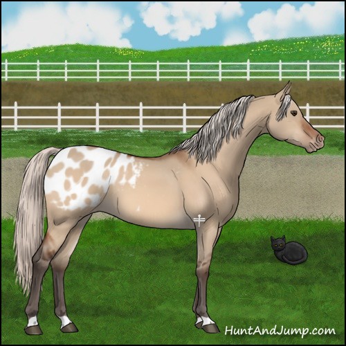 Horse Color:Silver Brown Dun Blanket 