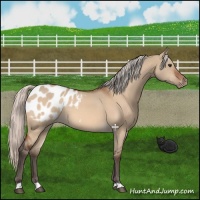 Horse Color:Silver Brown Dun Appaloosa 