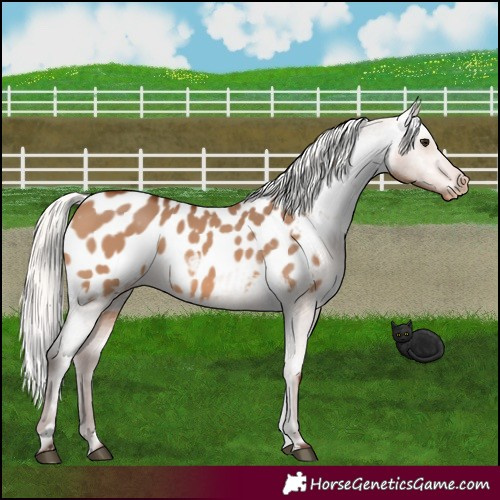 Horse Color:Silver Brown Dun Appaloosa 