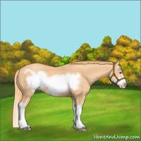Horse Color:Gold Champagne Splash Frame 