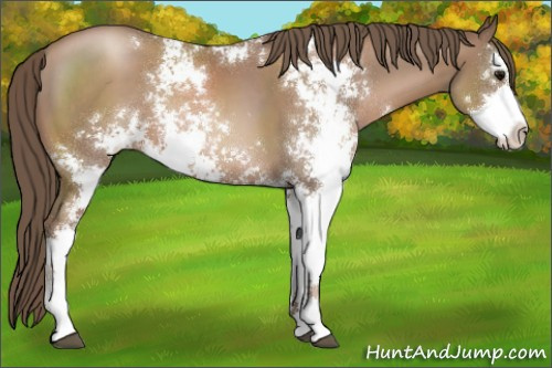 Horse Color:Black Pearl Sabino 
