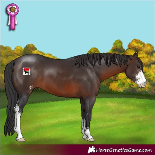 Horse Color:Brown Sabino
