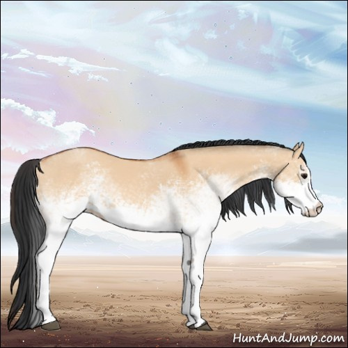 Horse Color:White Spotted Bay Dun Sabino Rabicano 