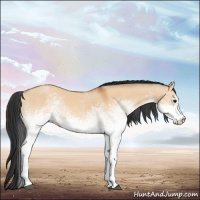 Horse Color:White Spotted Bay Dun Sabino Rabicano