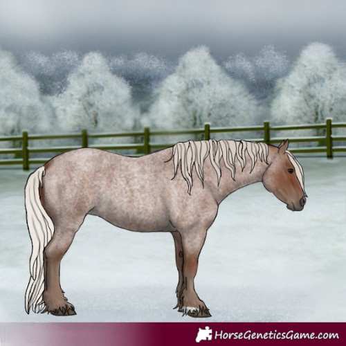 Horse Color:Silver Blue Roan 