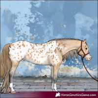 Horse Color:Buckskin Appaloosa 