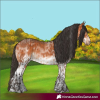Horse Color:Bay Frame  and White Spotted Bay Frame 