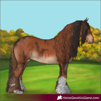 Horse Color:Liver Chestnut  and Chestnut 