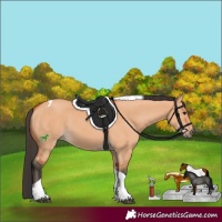 Horse Color:Bay Dun Tobiano 