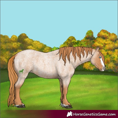 Horse Color:Red Roan Splash 