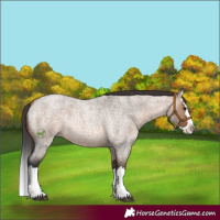 Horse Color:Brown Roan Dun Splash 