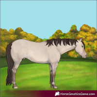 Horse Color:Sable Champagne Dun Tobiano 