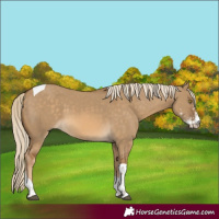 Horse Color:Chocolate Palomino Dun Sabino Tobiano 