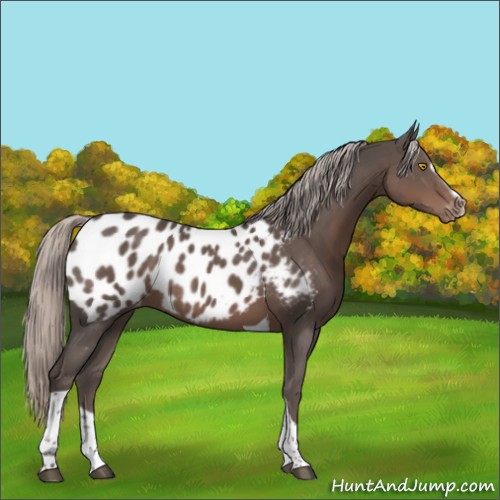 Horse Color:Silver Black Sabino Tobiano Blanket Rabicano 