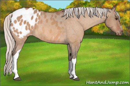 Horse Color:Silver Brown Dun Appaloosa