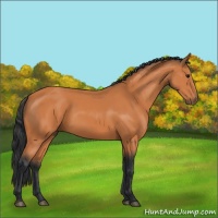 Horse Color:Unknown 
