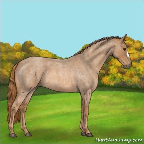 Horse Color:Unknown 