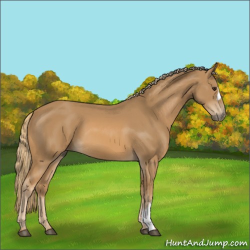 Horse Color:Unknown 