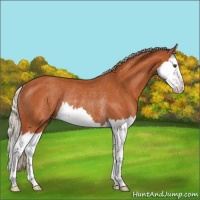 Horse Color:Silver Bay Splash Rabicano 