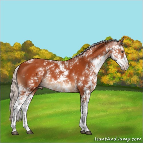 Horse Color:Silver Bay Sabino 